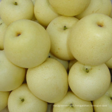 New Crop SGS Ya Pear (28/32/36/40/44)